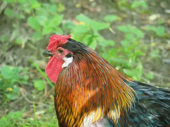 NaturOparC Hunawihr, Alsace (France)